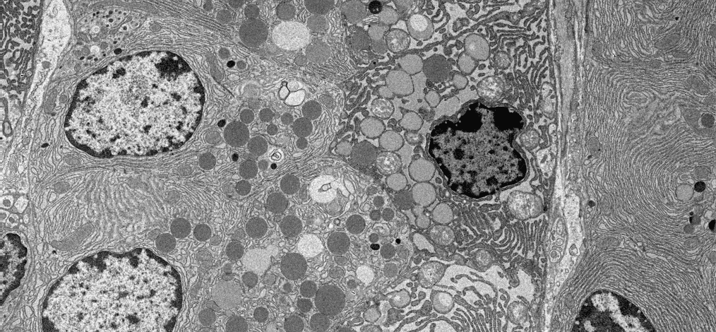 Menneskecelle fotografert.